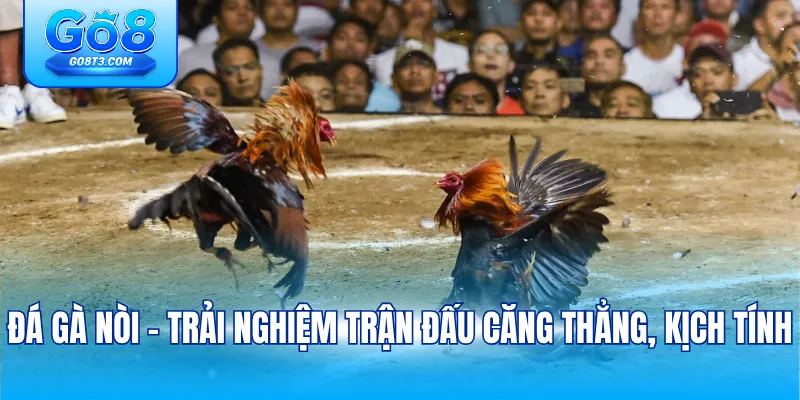 Đá gà nòi - Trải nghiệm trận đấu căng thẳng, kịch tính