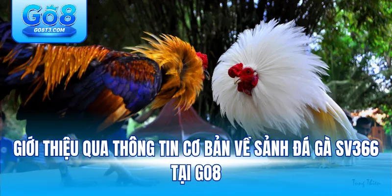 Giới thiệu qua thông tin cơ bản về sảnh đá gà SV366 tại Go8