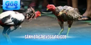 Sảnh Đá Gà SV366 tại Go8