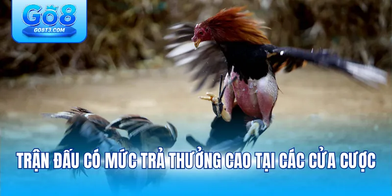 Trận đấu có mức trả thưởng cao tại các cửa cược
